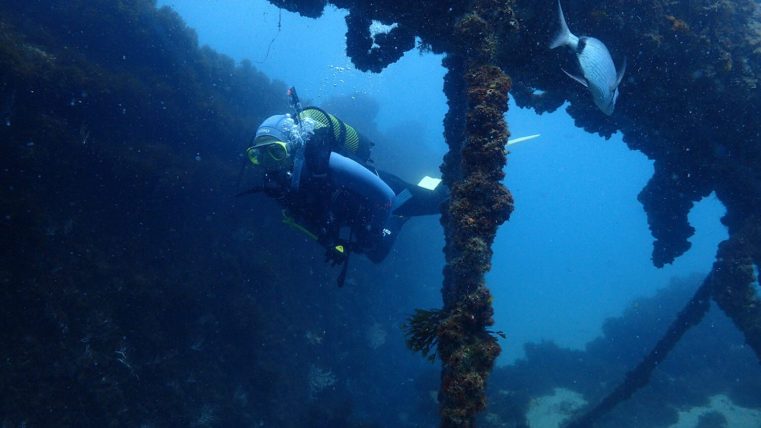Diver swimming past shipwreck