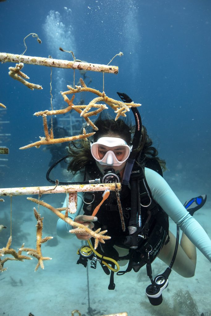 Junior Divemaster assisting with planting coral