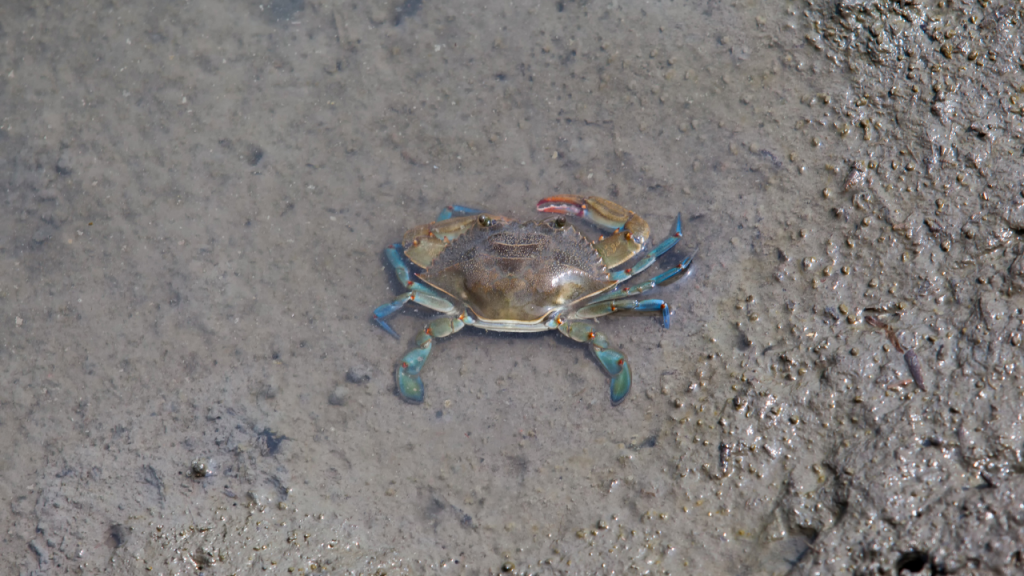 The Blue Crab (Callinectes sapidus), is an invasive species