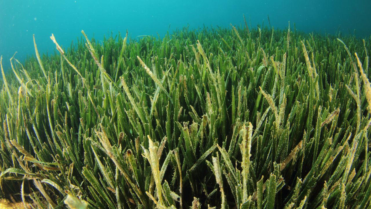 Seagrass that's in danger