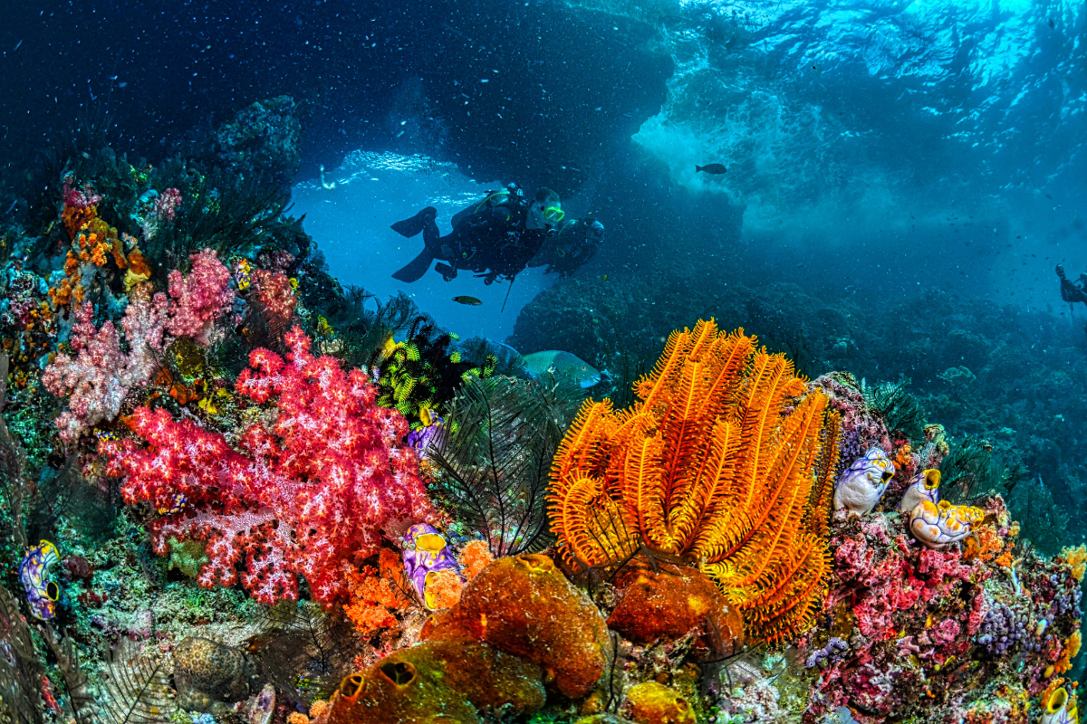 Coral reef