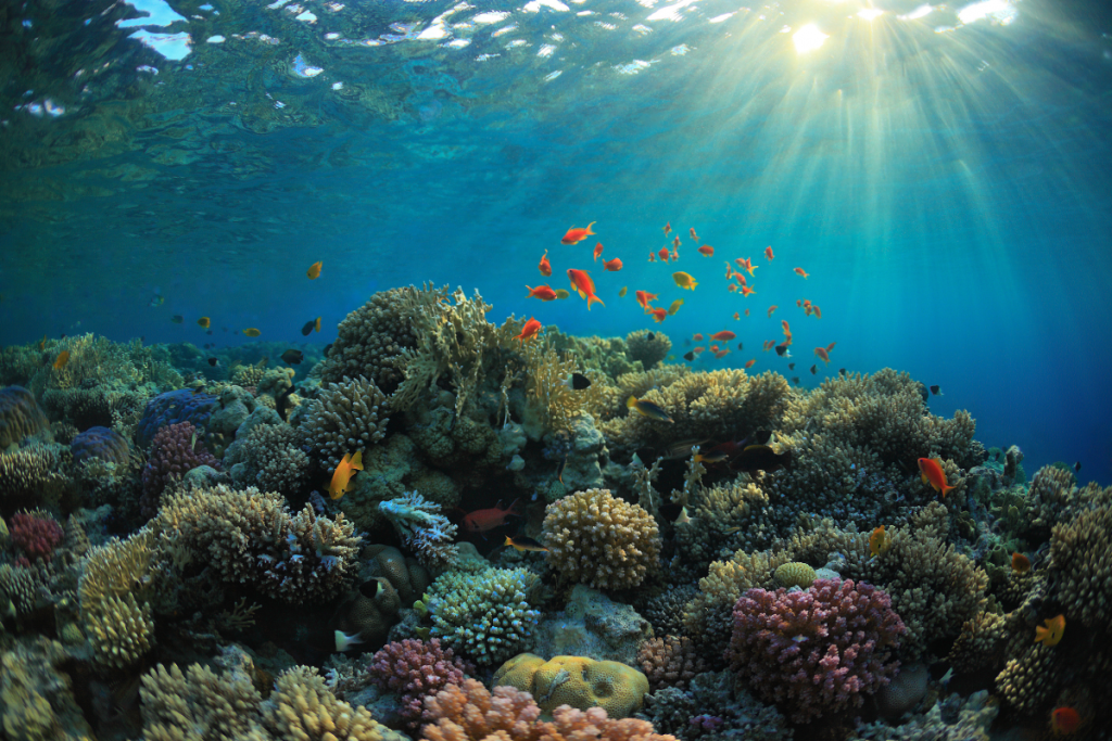 Healthy Coral reef