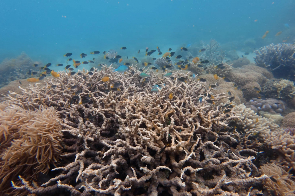 Bleached dead corals
