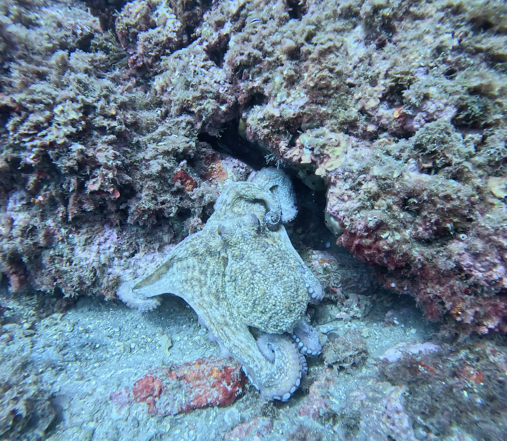 Autumn marine life